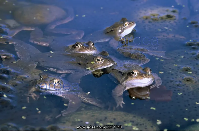 : COMMON FROGS - In garden pond : COMMON FROGS - In garden pond