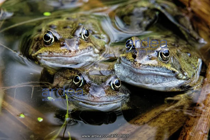  : Common Frogs in garden pond County Durham, UK