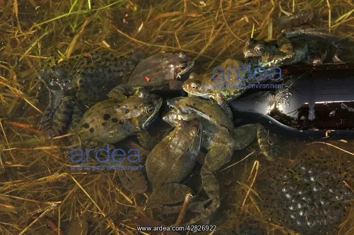 : Common Frogs - males attempting to mate with bottle : Common Frogs - males attempting to mate with bottle