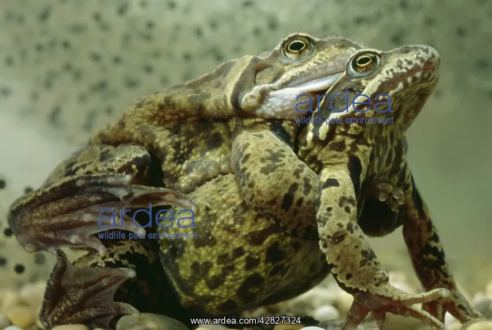 : Common Frogs - Mating : Common Frogs - Mating