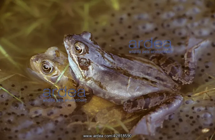  : Common Frogs - mating, frogspawn