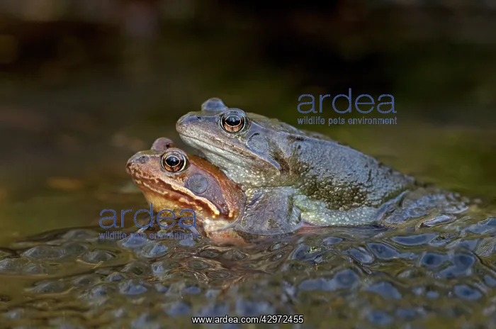  : Common Frogs - mating in garden pond amongst frog