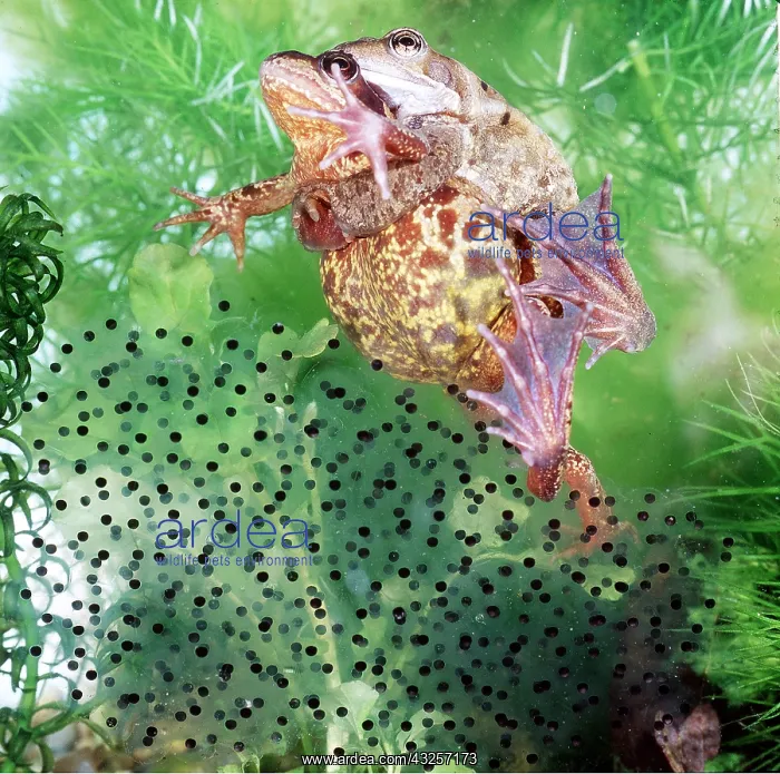 : COMMON FROGS - mating underwater with spawn : COMMON FROGS - mating underwater with spawn