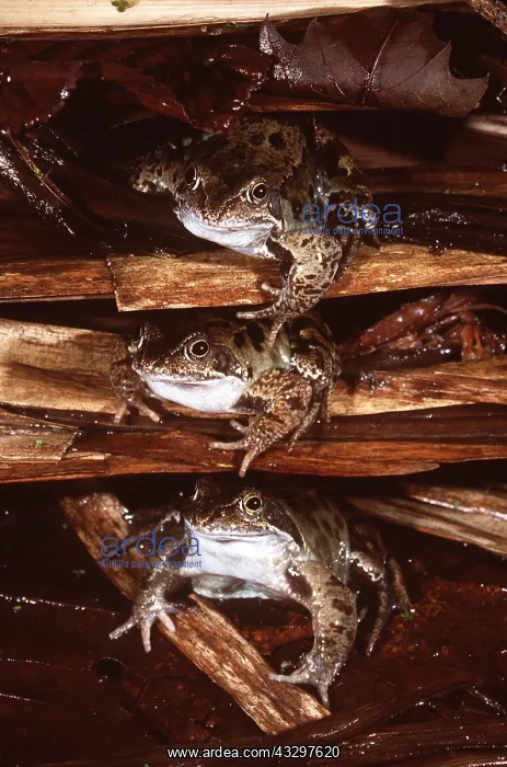 : COMMON FROGS - on pond side debris : COMMON FROGS - on pond side debris