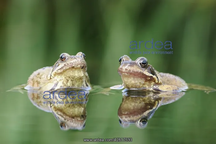 : Common Frogs - Two showing reflections : Common Frogs - Two showing reflections