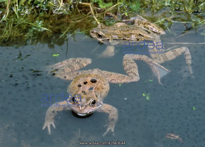 : Common FROGS - In spawn : Common FROGS - In spawn