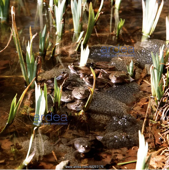  : COMMON FROGS - SPAWNING