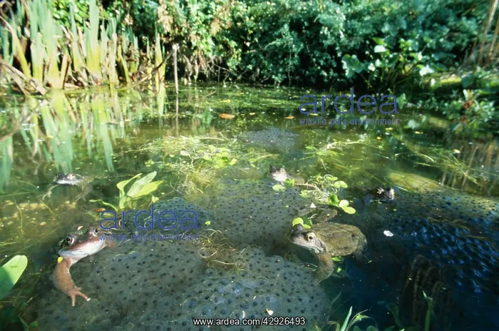 : Common FROGS - spawning in garden pond : Common FROGS - spawning in garden pond