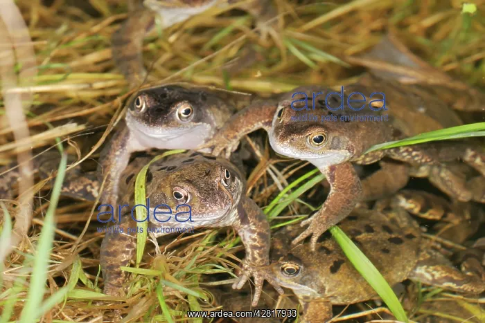 : Common Frogs - In water, spawning : Common Frogs - In water, spawning