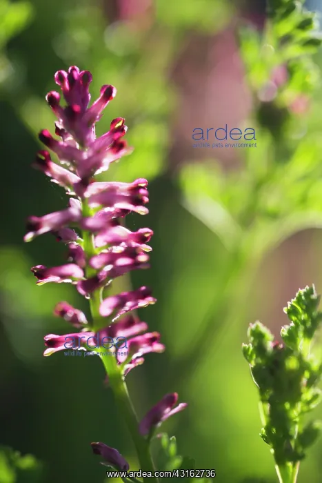 : Common Fumitory : Common Fumitory
