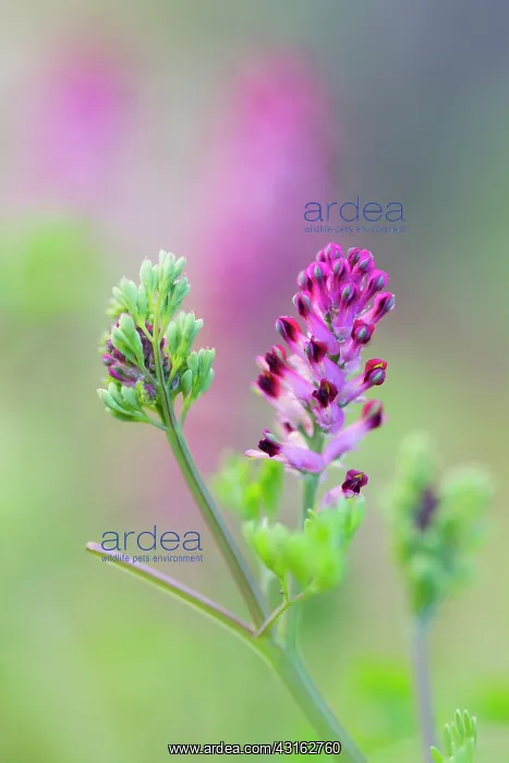 : Common Fumitory : Common Fumitory