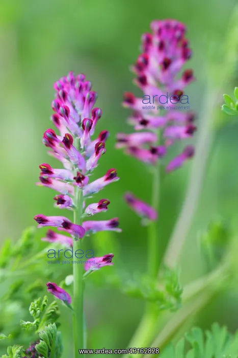 : Common Fumitory : Common Fumitory