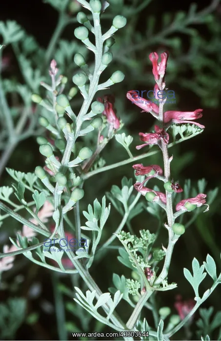 : Common FUMITORY - flower and fruit : Common FUMITORY - flower and fruit