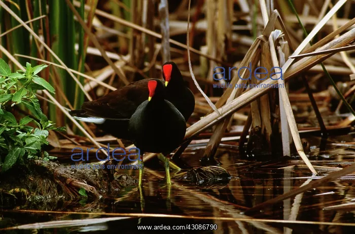 : Common Gallinule : Common Gallinule