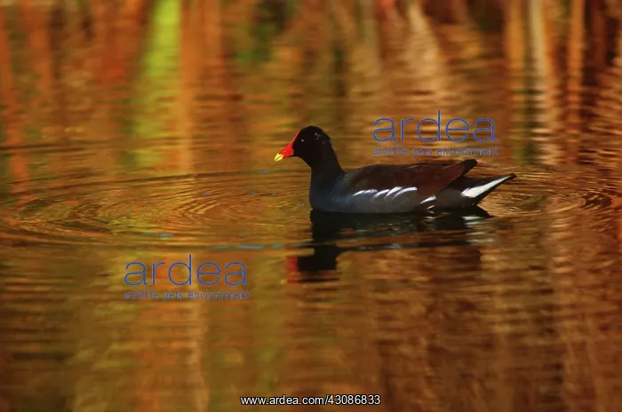 : Common Gallinule : Common Gallinule