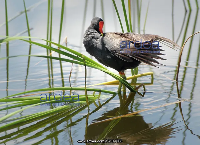 : Common Gallinule : Common Gallinule