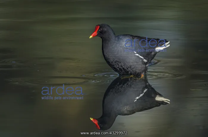 : Common Gallinule (Gallinula galeata) wetland La : Common Gallinule (Gallinula galeata) wetland La