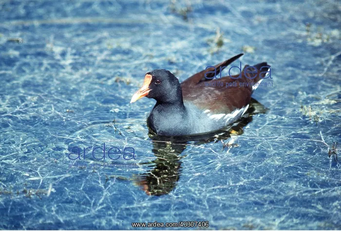 : Common Gallinule Moorhen - on water : Common Gallinule Moorhen - on water