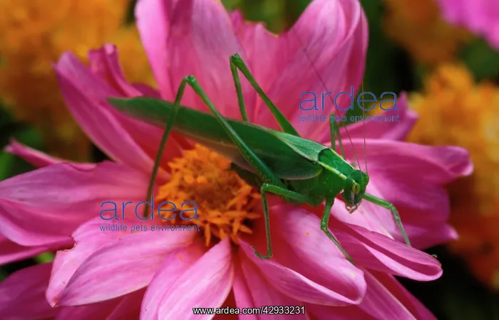 : Common garden katydid - adult male : Common garden katydid - adult male