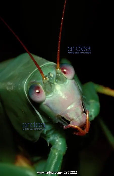 : Common garden katydid - face of late-stage nymph : Common garden katydid - face of late-stage nymph