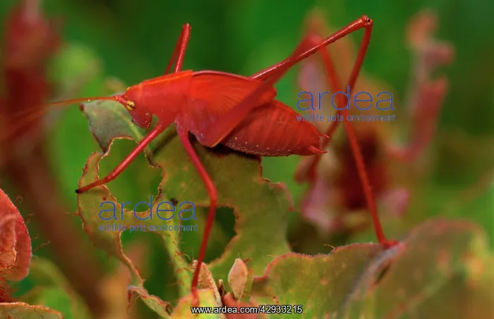 : Common garden katydid - nymph with juvenile pink : Common garden katydid - nymph with juvenile pink