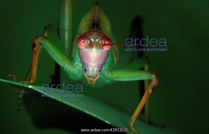 : Common garden katydid - nymph showing ears on front legs : Common garden katydid - nymph showing ears on front legs