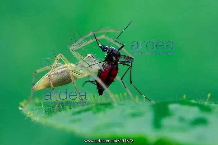 : Common garden lynx spider (Oxyopes lineatipes) catching : Common garden lynx spider (Oxyopes lineatipes) catching