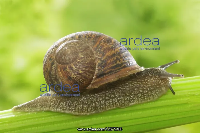 : Common Garden SNAIL - on celery stalk : Common Garden SNAIL - on celery stalk