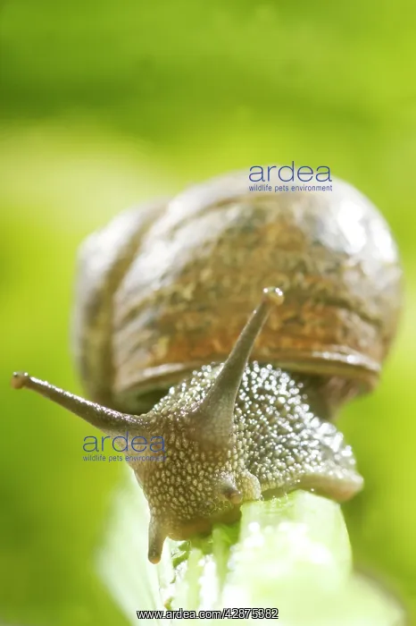 : Common Garden SNAIL - on celery stalk : Common Garden SNAIL - on celery stalk