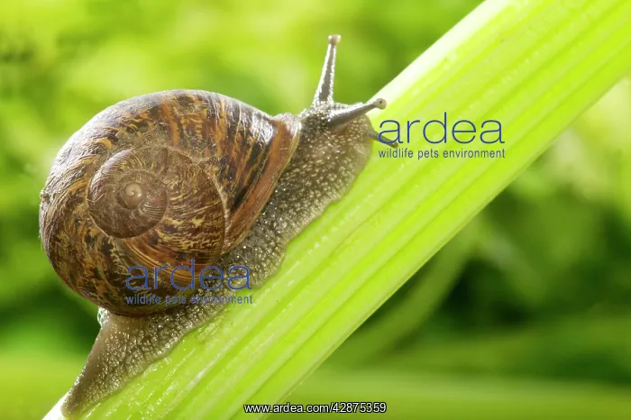 : Common Garden SNAIL - climbing Celery stalk : Common Garden SNAIL - climbing Celery stalk