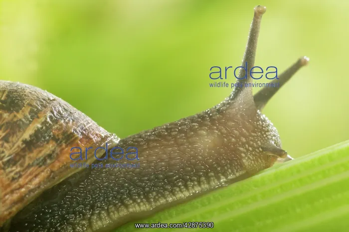 : Common Garden SNAIL - close-up of head, on celery stalk : Common Garden SNAIL - close-up of head, on celery stalk