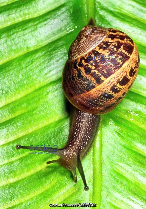 : Common Garden SNAIL - Crawling over fern leaf : Common Garden SNAIL - Crawling over fern leaf