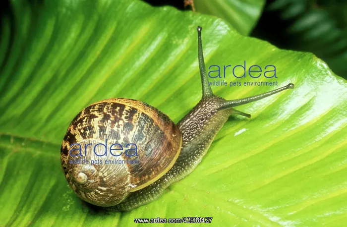 : Common Garden SNAIL - on fern : Common Garden SNAIL - on fern