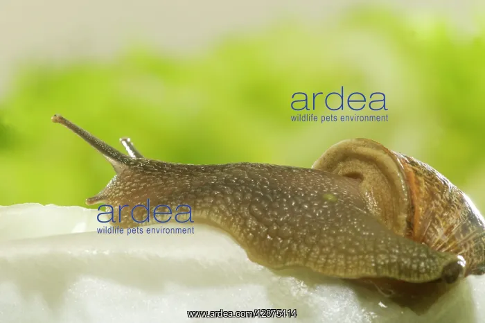 : Common Garden SNAIL - on lettuce : Common Garden SNAIL - on lettuce