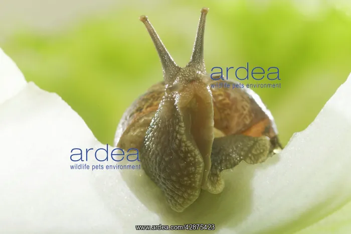 : Common Garden SNAIL - on lettuce : Common Garden SNAIL - on lettuce