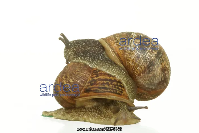 : Common Garden SNAIL - two, mating : Common Garden SNAIL - two, mating