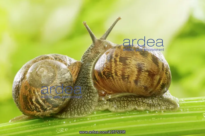 : Common Garden SNAIL - two, mating on celery stalk : Common Garden SNAIL - two, mating on celery stalk