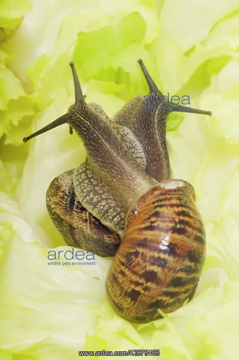 : Common Garden SNAIL - two, mating on lettuce leaf : Common Garden SNAIL - two, mating on lettuce leaf