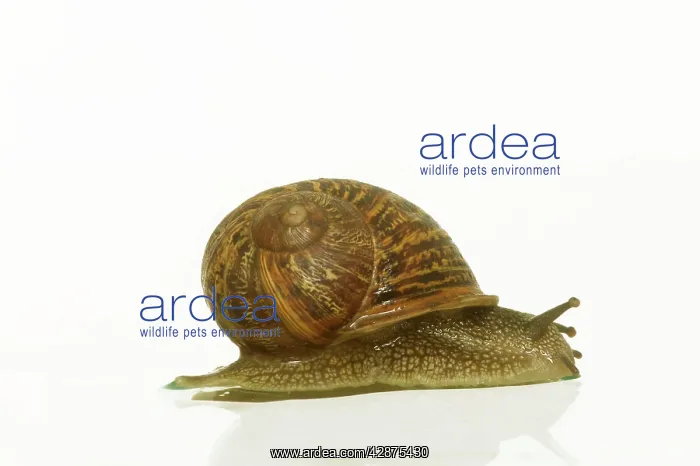 : Common Garden SNAIL - side view : Common Garden SNAIL - side view