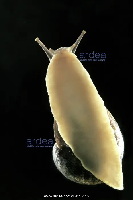 : Common Garden SNAIL - view of underside : Common Garden SNAIL - view of underside