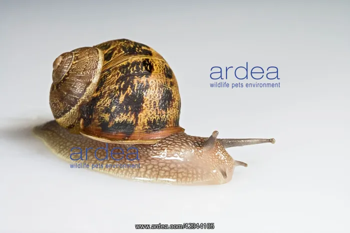 : Common garden snail - white background : Common garden snail - white background