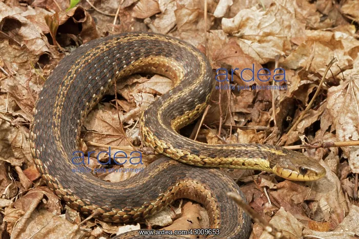: Common Garter Snake : Common Garter Snake