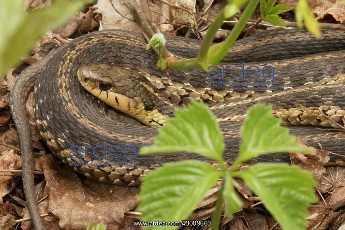 : Common Garter Snake : Common Garter Snake