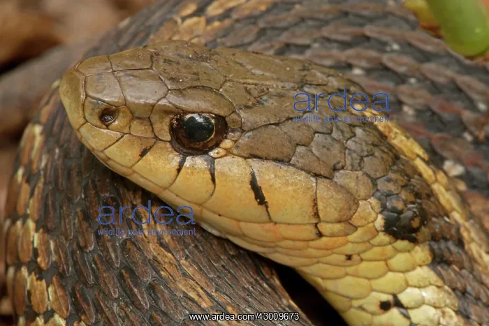 : Common Garter Snake : Common Garter Snake