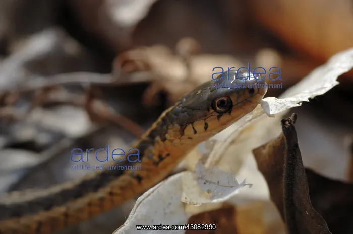 : Common Garter Snake : Common Garter Snake