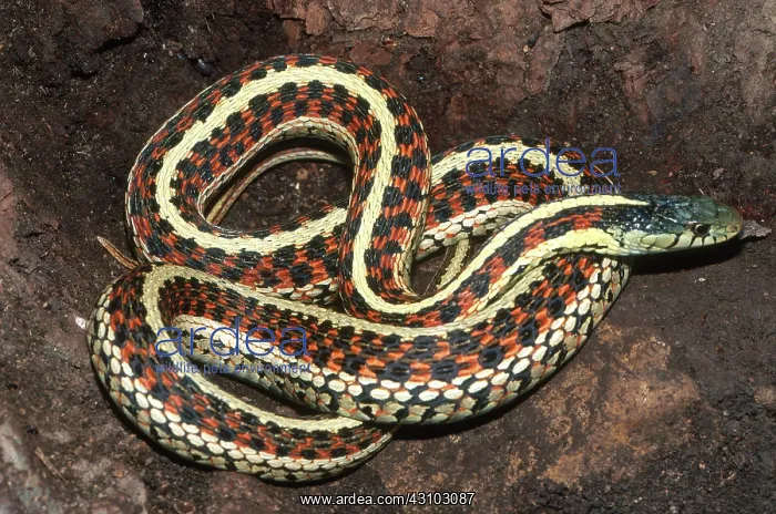 : Common Garter Snake : Common Garter Snake
