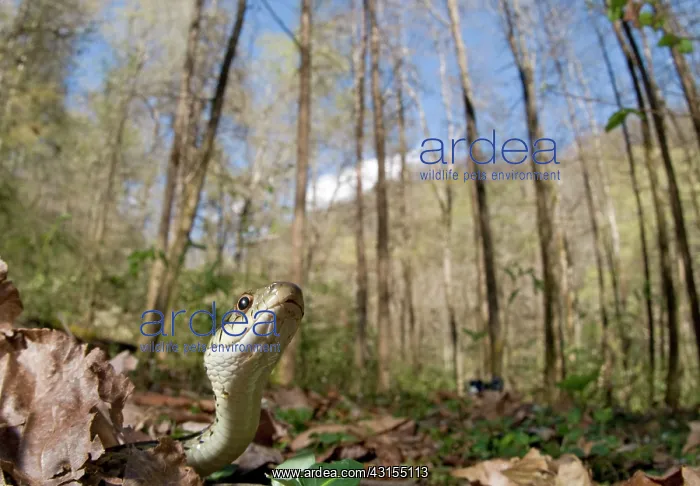 : Common Garter Snake : Common Garter Snake