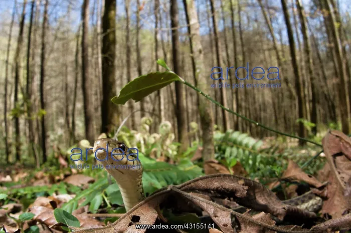 : Common Garter Snake : Common Garter Snake
