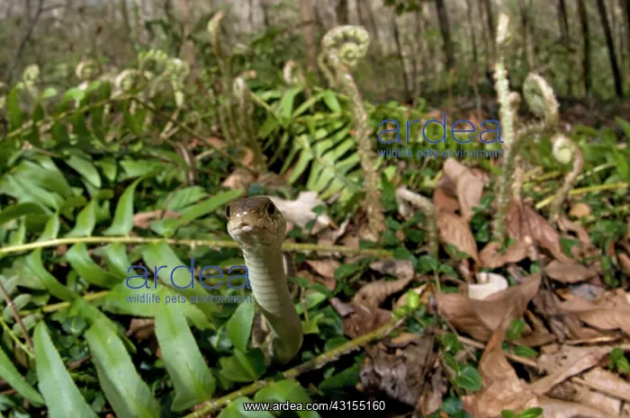 : Common Garter Snake : Common Garter Snake