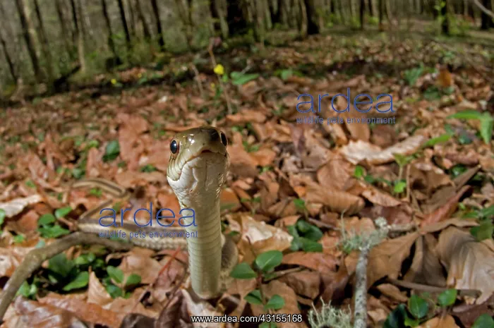 : Common Garter Snake : Common Garter Snake